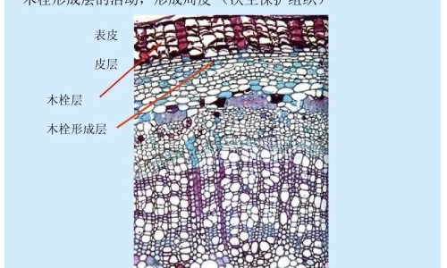 仓而子功效网仓耳子图片攻效与作用叶子有什么药用治疗什么知识网站,分享苍尔子的作用大全